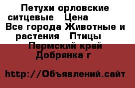 Петухи орловские ситцевые › Цена ­ 1 000 - Все города Животные и растения » Птицы   . Пермский край,Добрянка г.